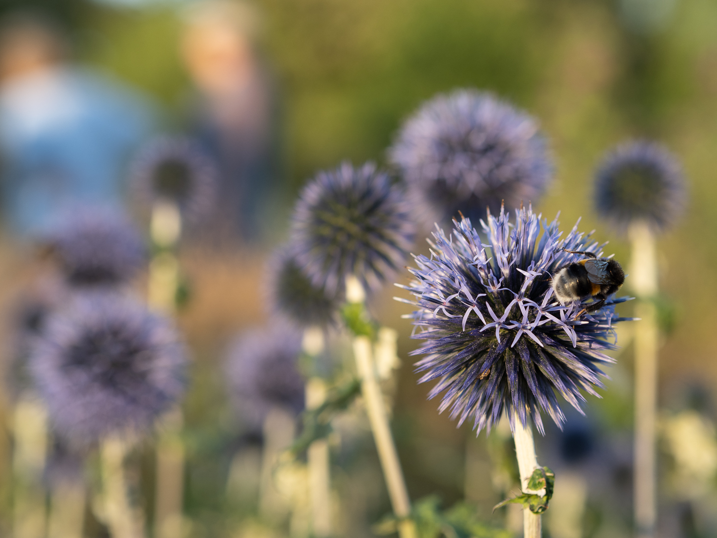 Blüten mit Insekten