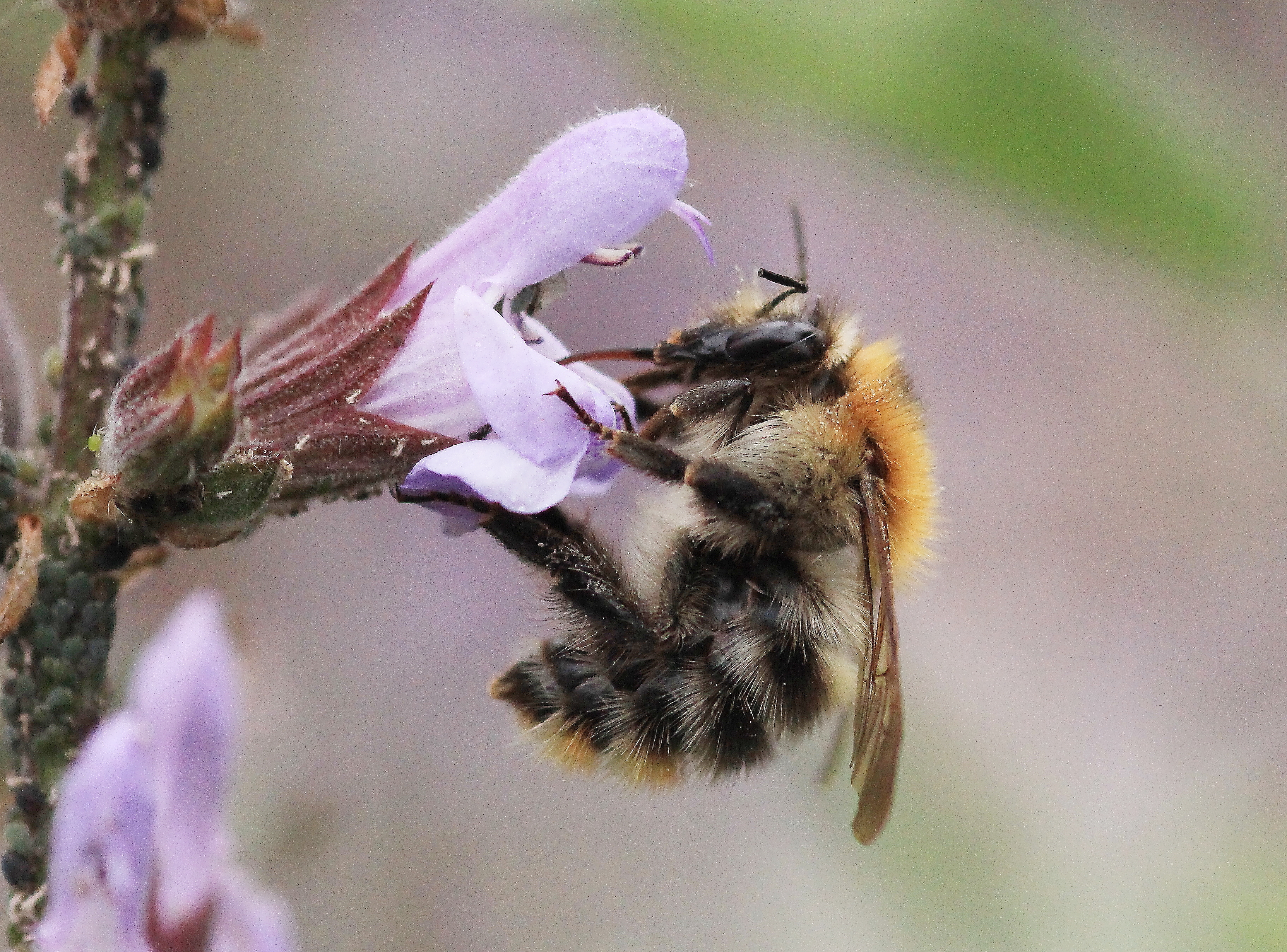 Ackerhummel_U.Sobick.JPG