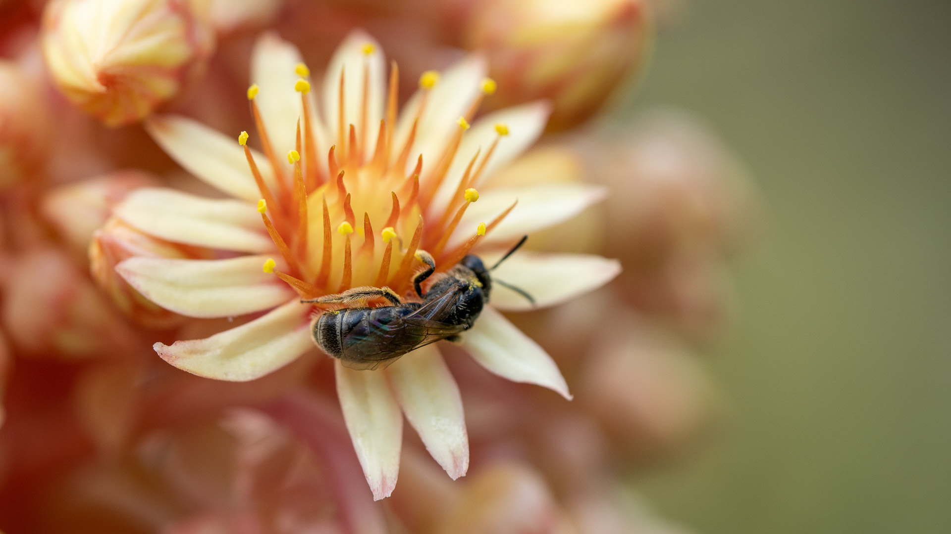 Aeonium_arboreum_var._rubrolineatum_39298_C.Löhne.jpg