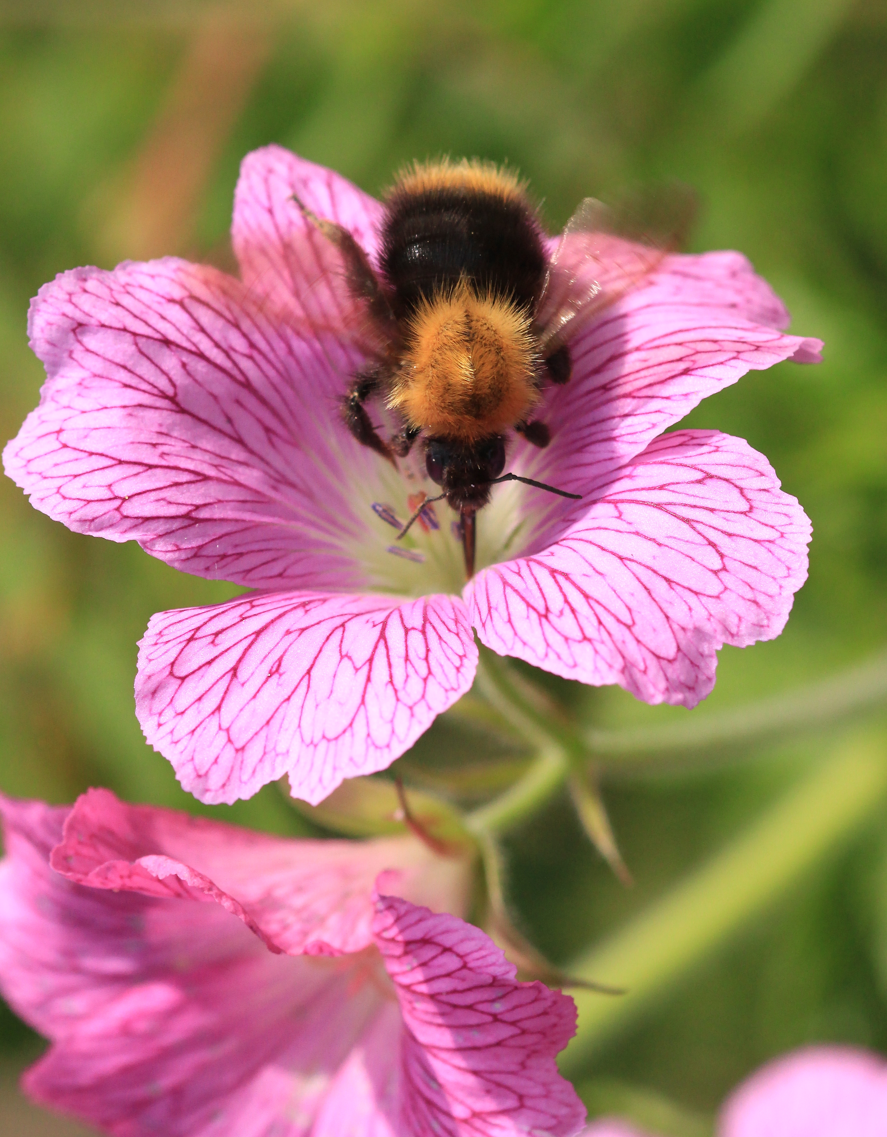 Wiesenhummel_U.Sobick.JPG