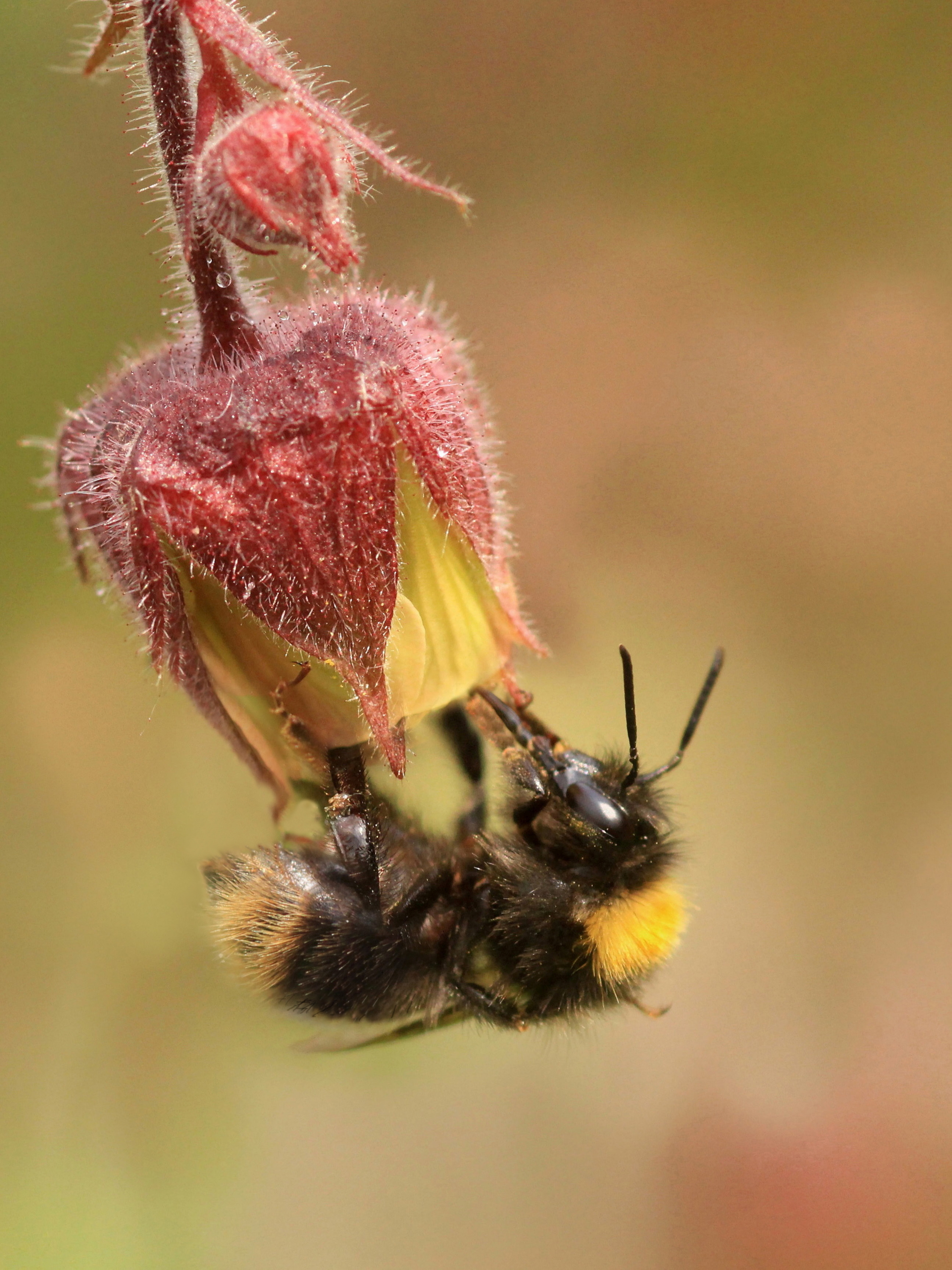 Wiesenhummel_U.Sobick.JPG