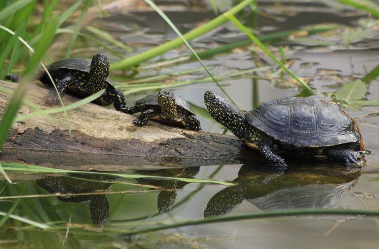 Europäische_Sumpfschildkröten_U.Sobick.jpg