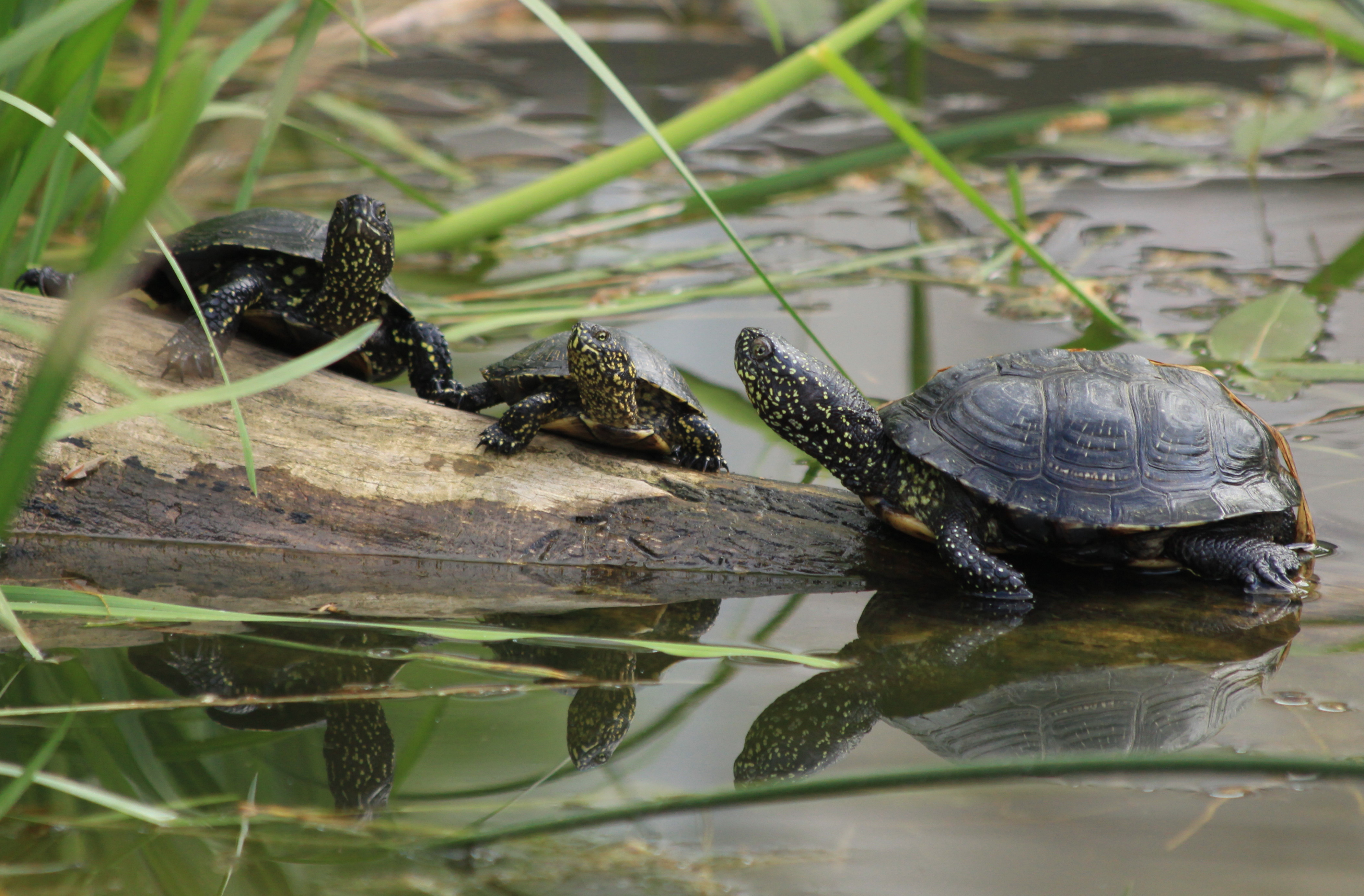 Europäische_Sumpfschildkröten_U.Sobick.jpg