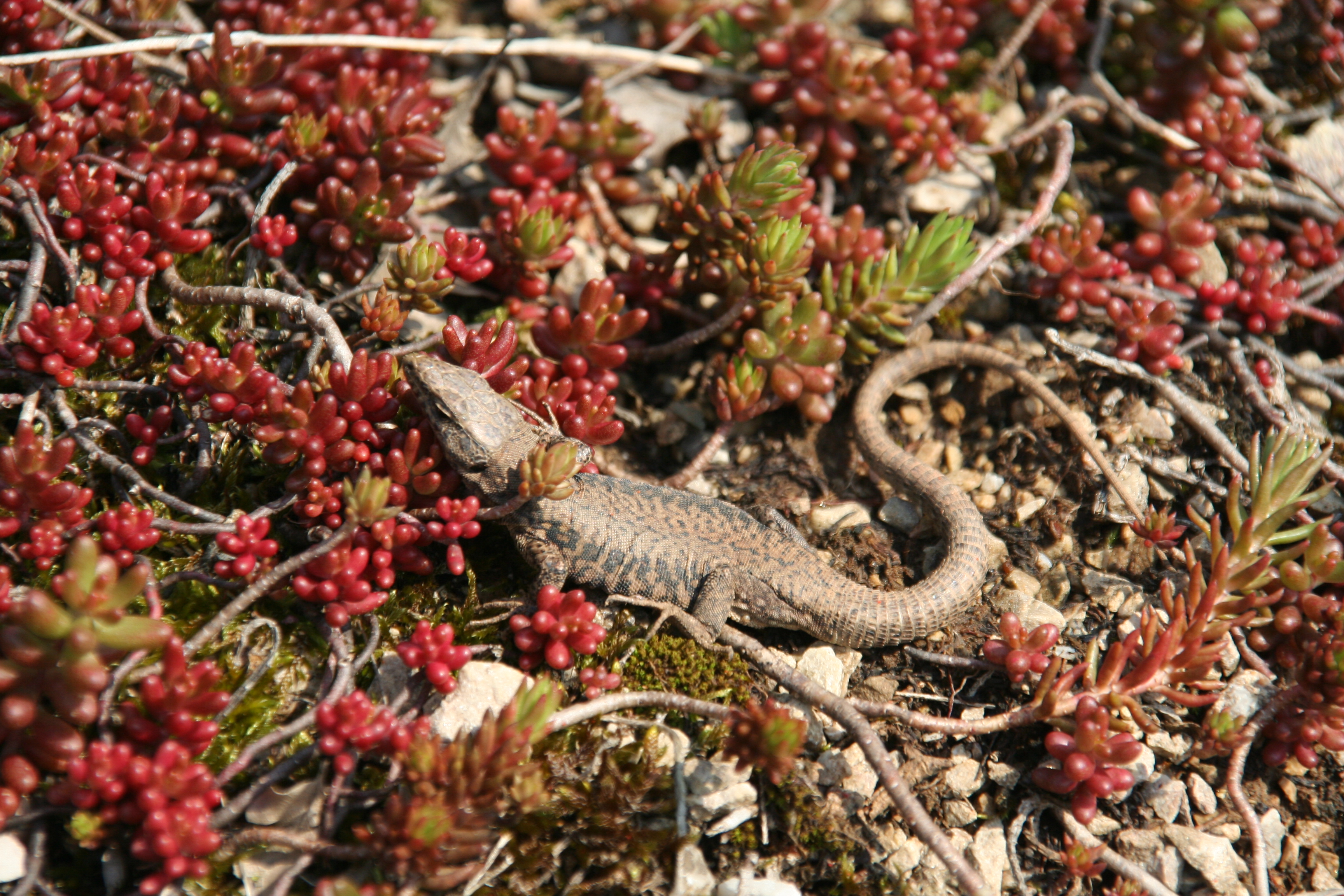 Lacerta_muralis_W.Lobin.jpg