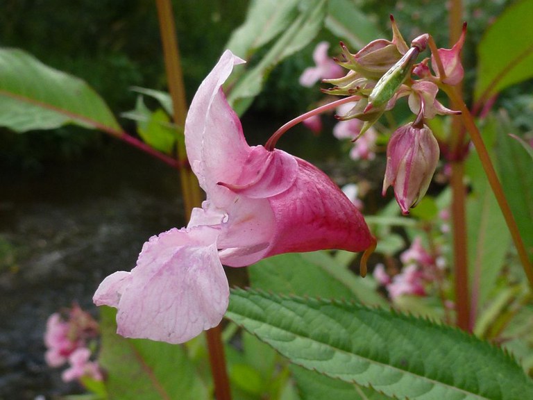 Drüsiges Springkraut (Impatiens glandulifera)