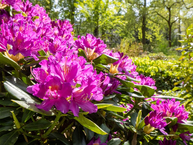 Rhododendron_ponticum_37365_C.Löhne_30.04.2022_Ericaceae-3.jpg