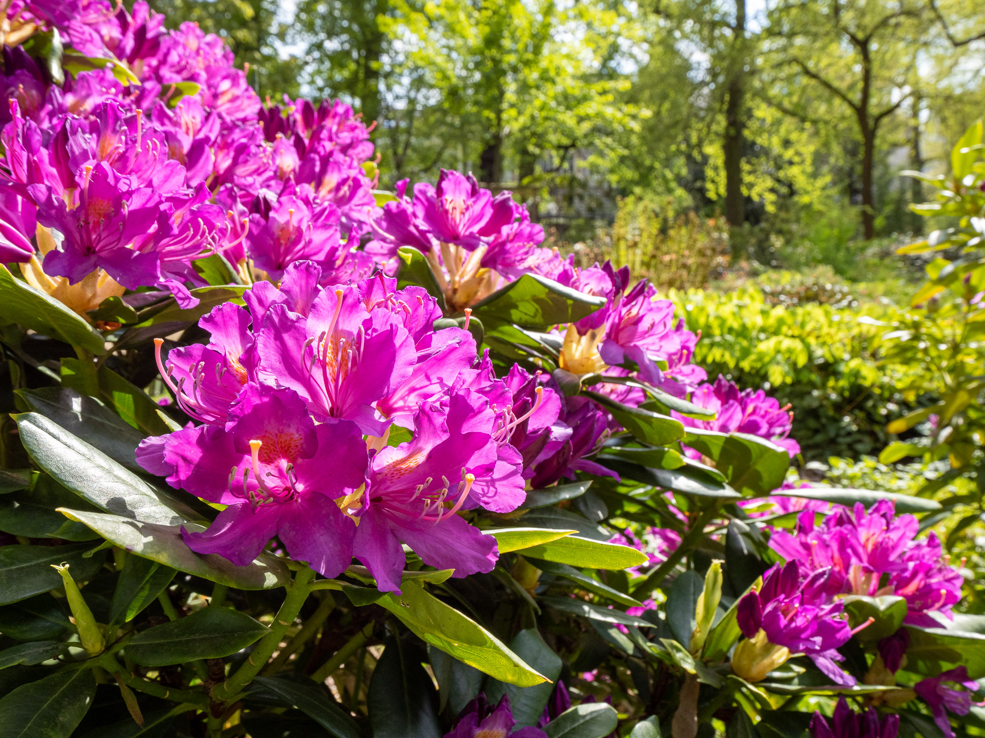 Rhododendron_ponticum_37365_C.Löhne_30.04.2022_Ericaceae-3.jpg