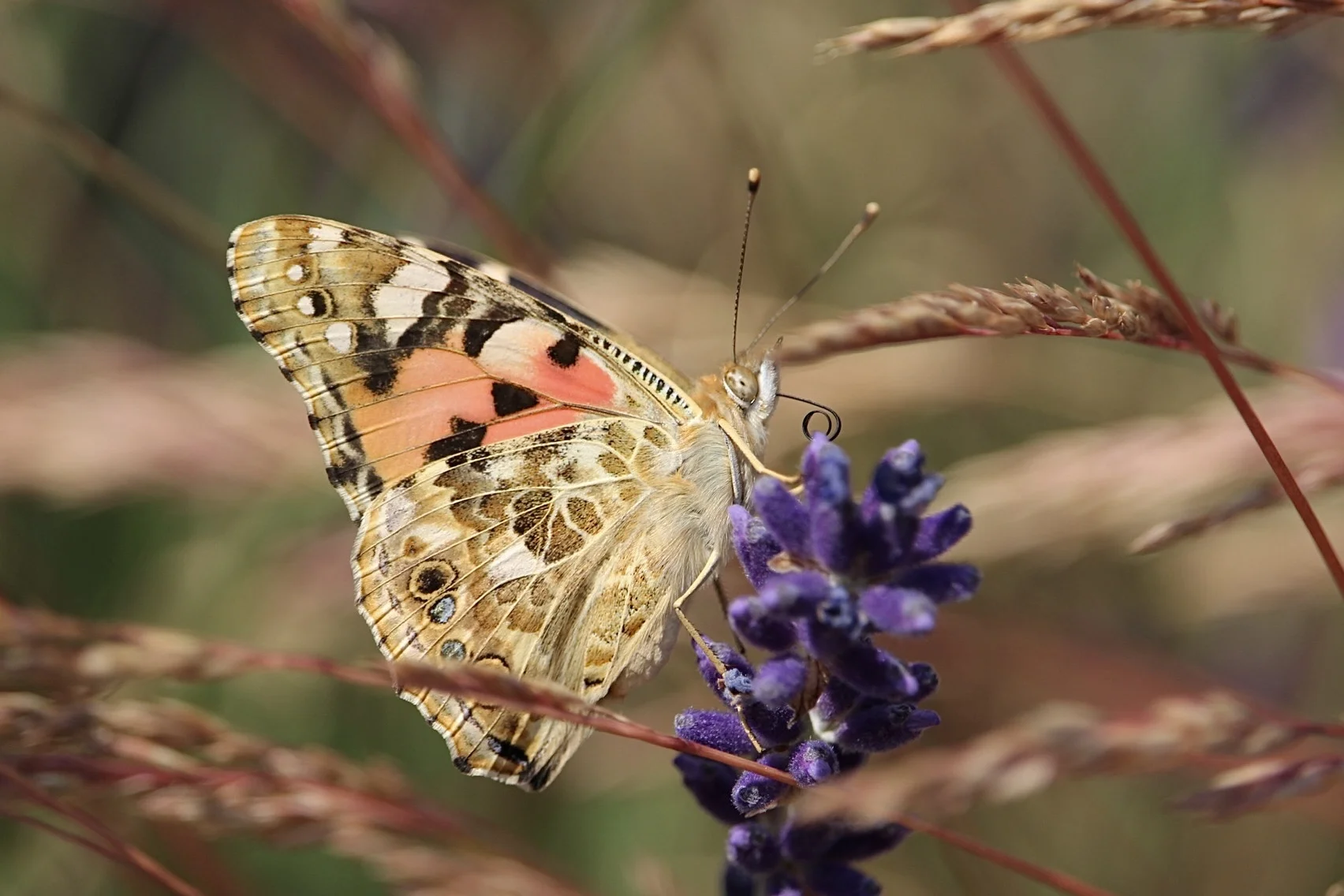 Distelfalter (Vanessa cardui)
