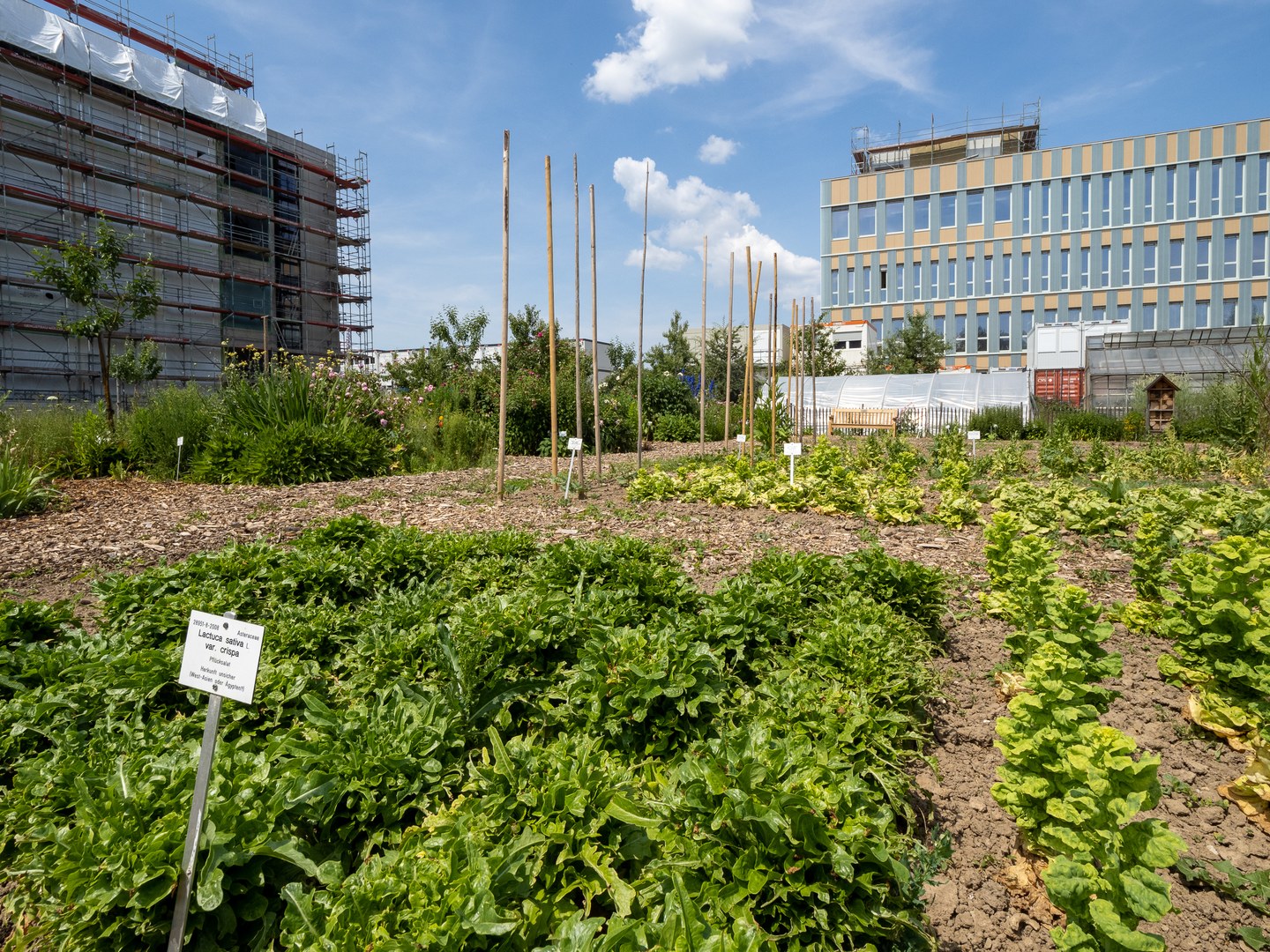 Die Gemüsebeete mit alten rheinischen Sorten im Nutzpflanzengarten im Juni 2023