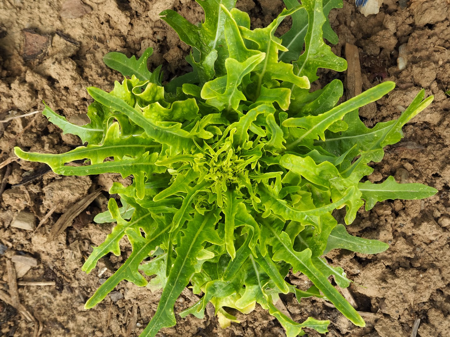 Pflücksalat 'Dersdorfer'