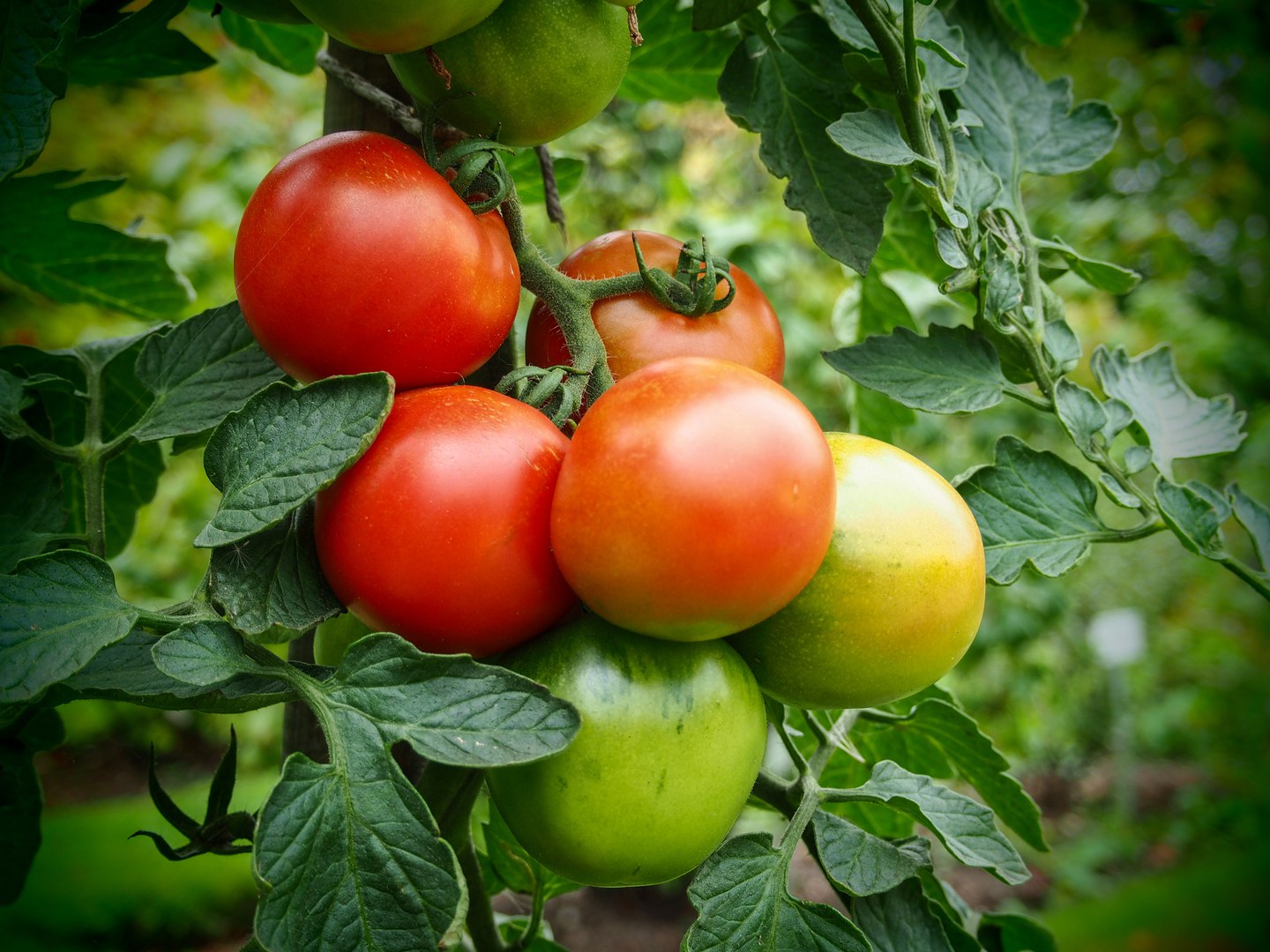 Tomate 'Rheinlands Ruhm'