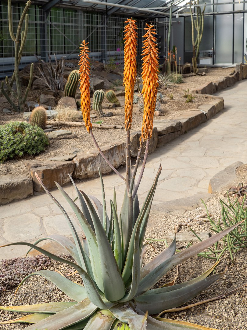 Aloe koenenii aus Jordanien, mit kräftig orangefarbenen Blüten