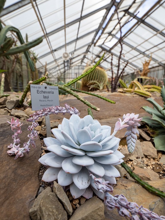 Echeveria laui aus Mexiko