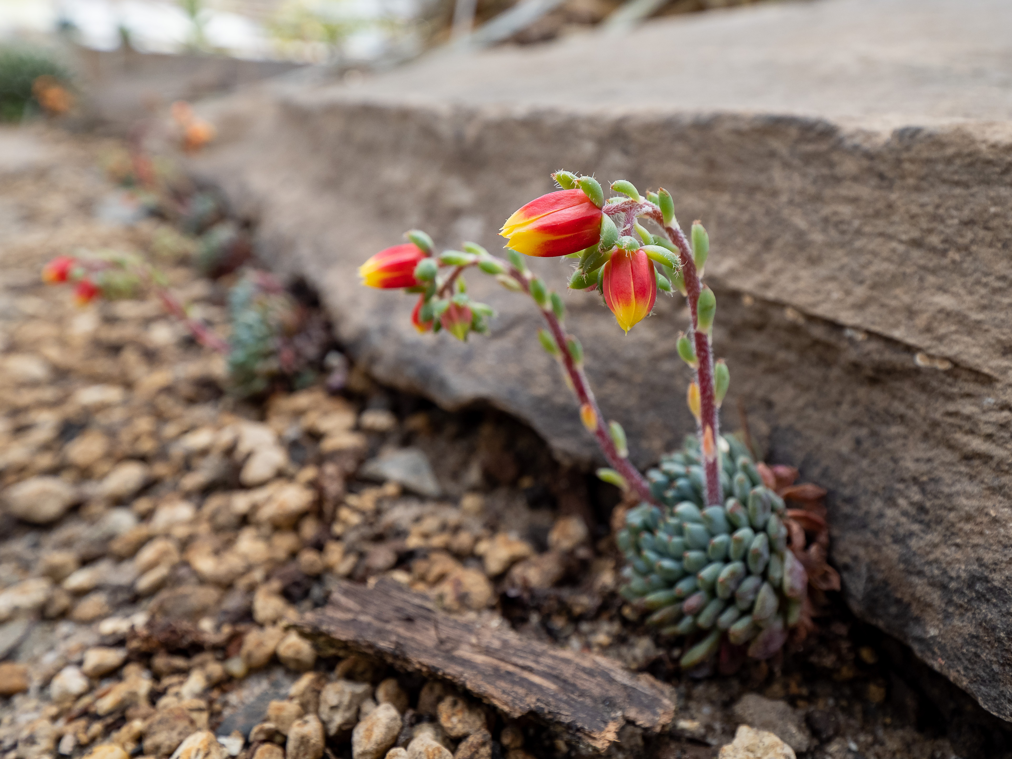 Echeveria setosa var. deminuta aus Mexiko