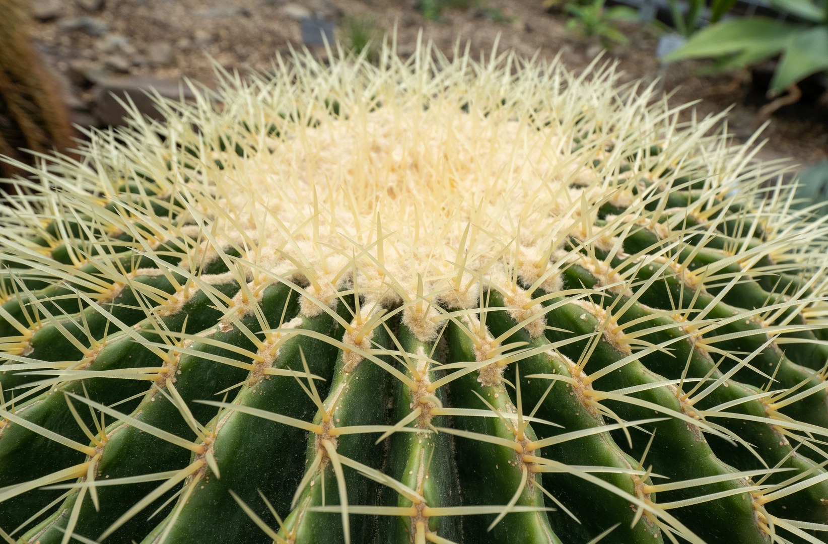 Goldkugelkaktus (Echinocactus grusonii) aus Mexiko