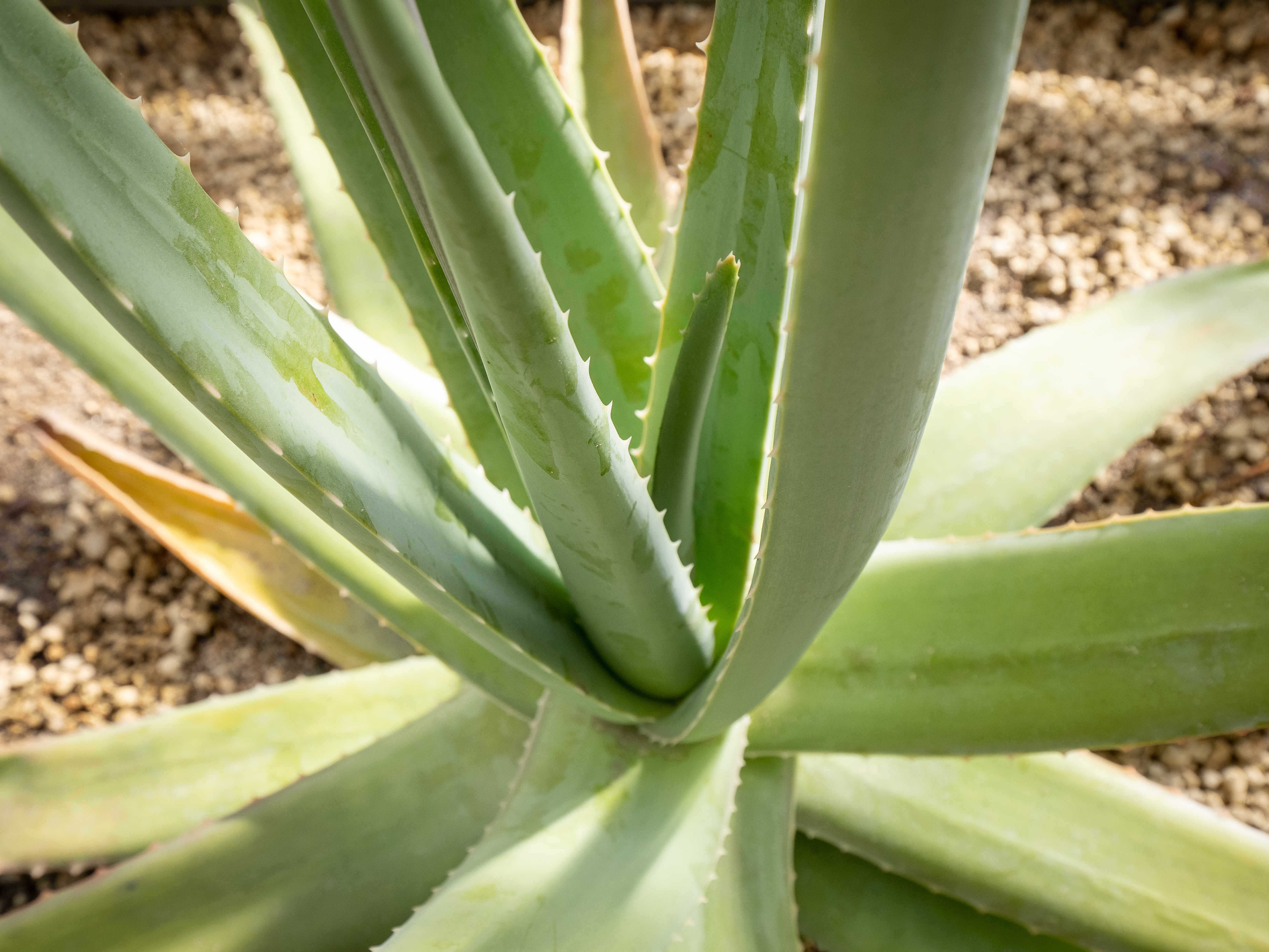 Nahaufnahme von Aloe vera