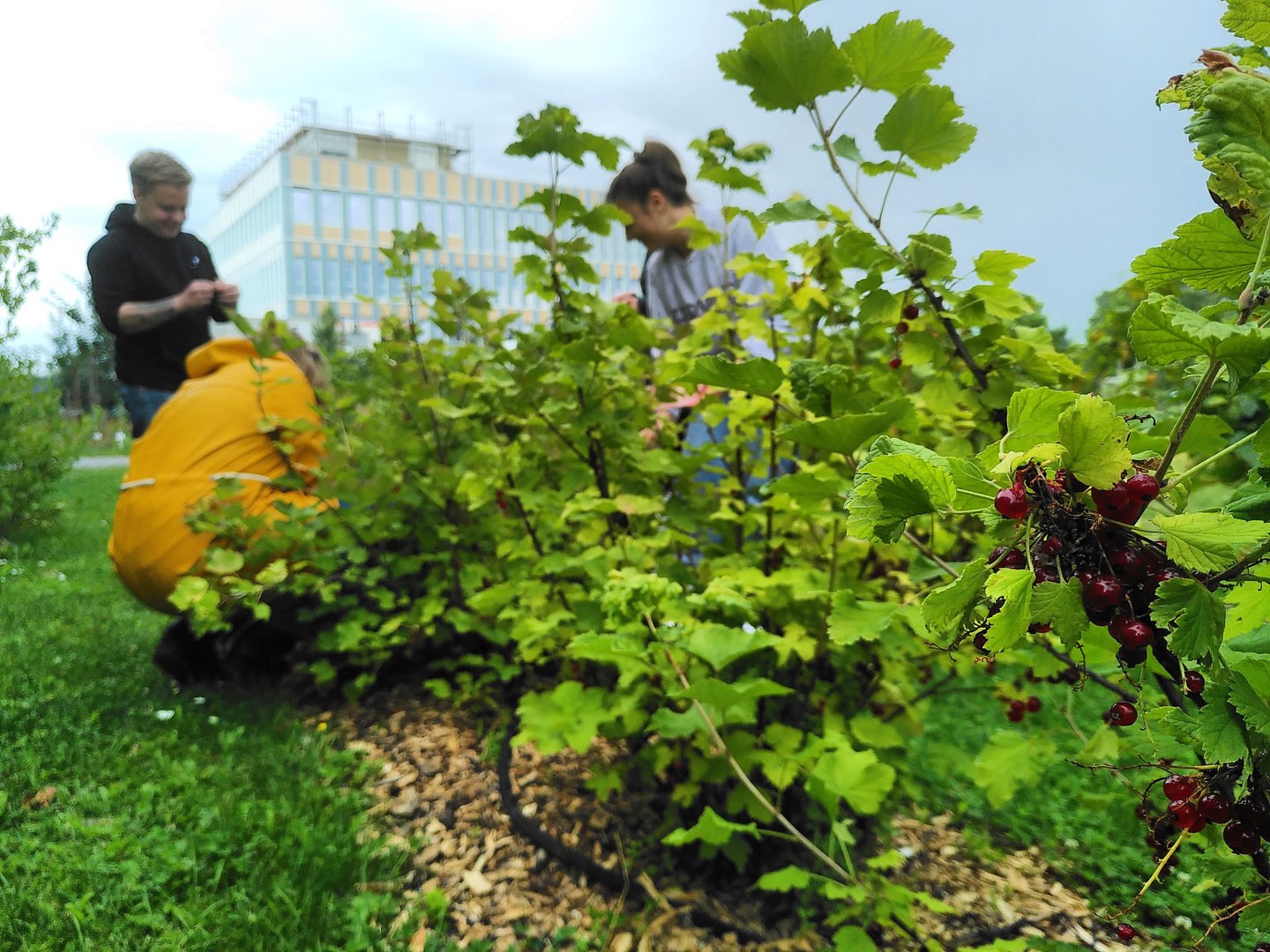 Erntezeit im Nutzpflanzengarten