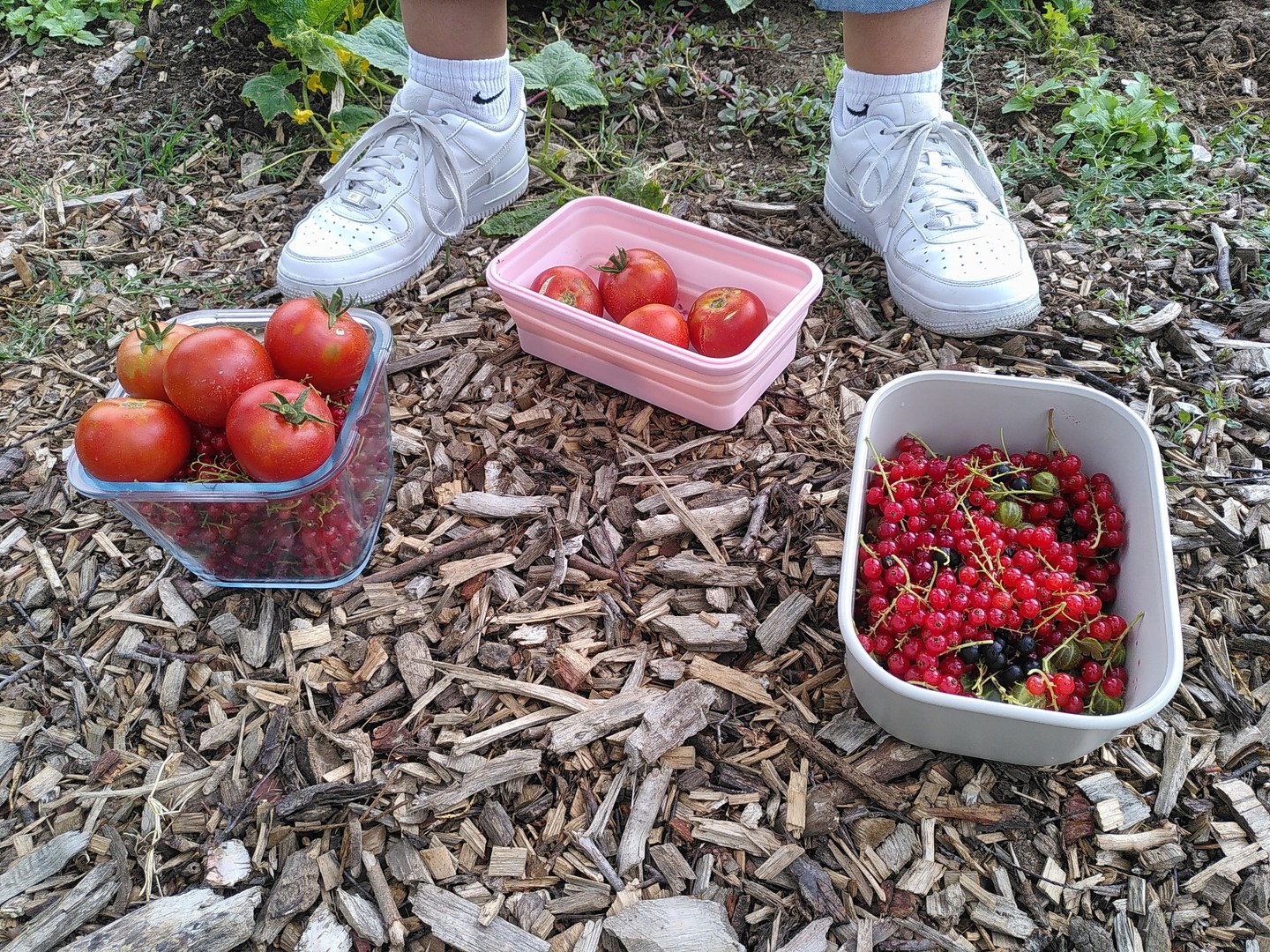 Erntezeit im Nutzpflanzengarten