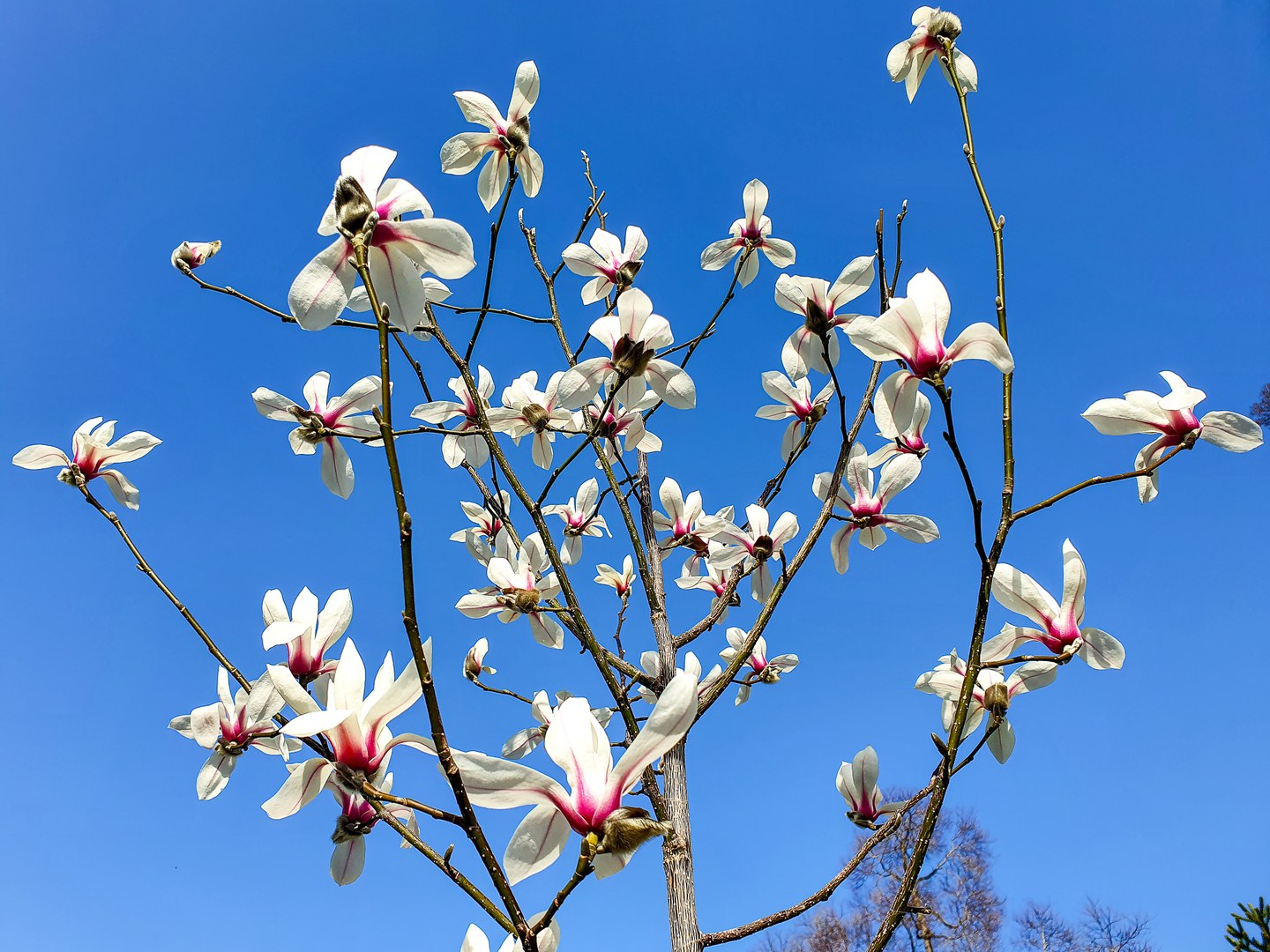 Magnolia amoena wird bereits Anfang März aufblühen