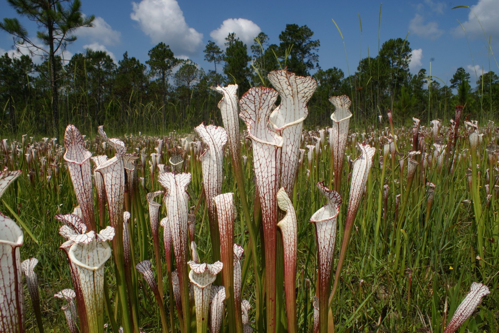 Schlauchpflanze (Sarracenia leucophylla) im Südosten der USA