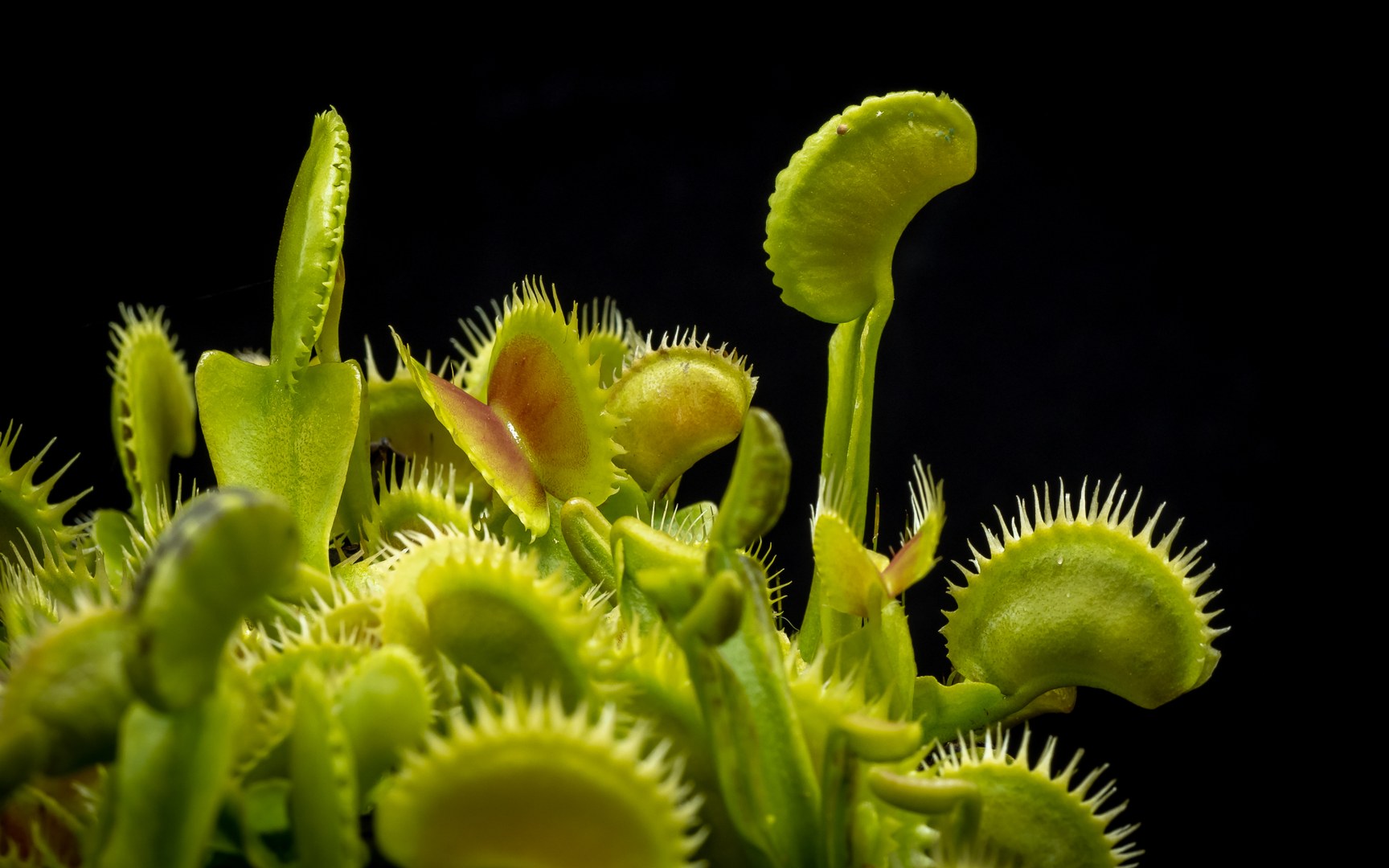 Venusfliegenfalle (Dionaea muscipula)