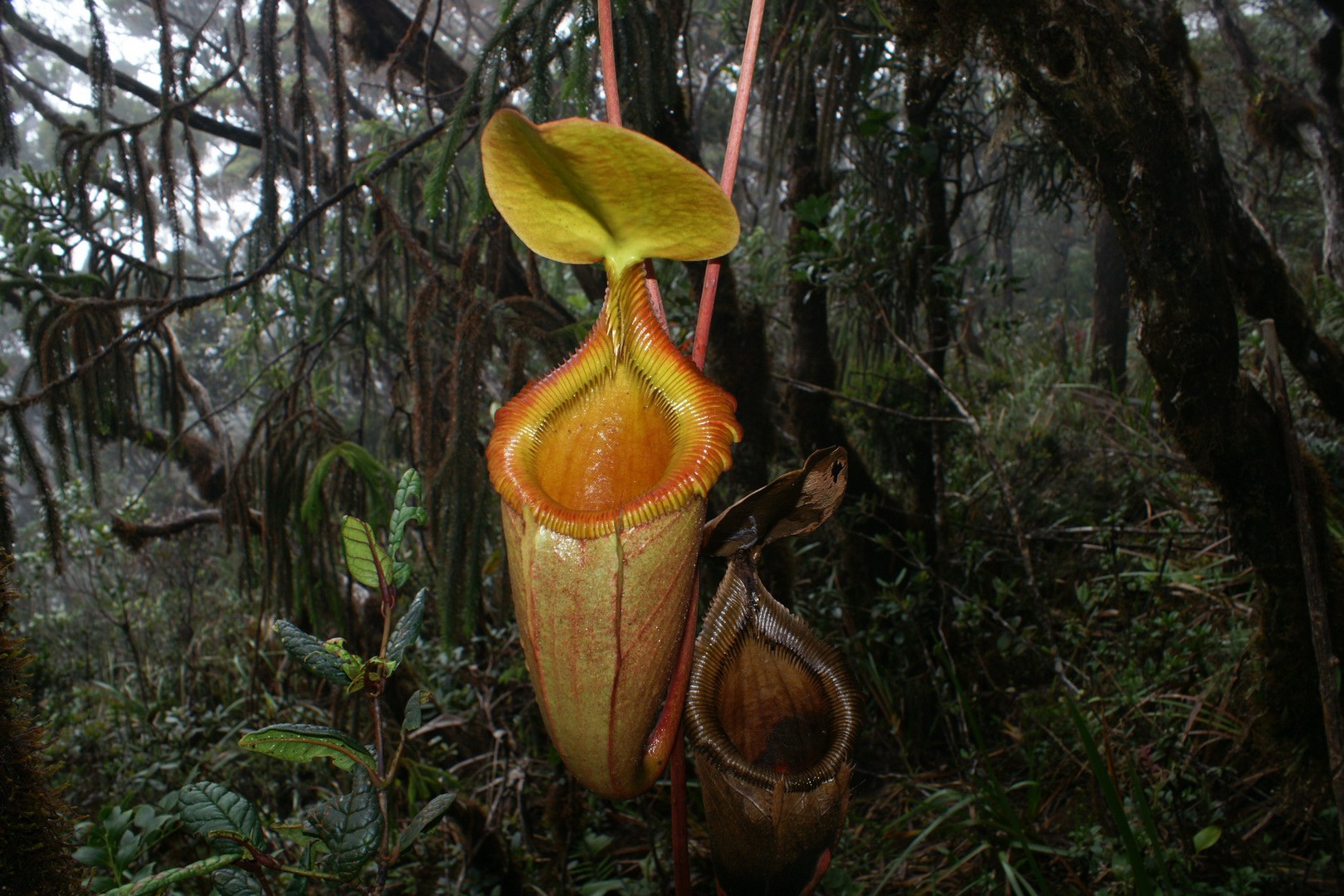 Kannenpflanze (Nepenthes kinabaluensis) im Regenwald Borneos