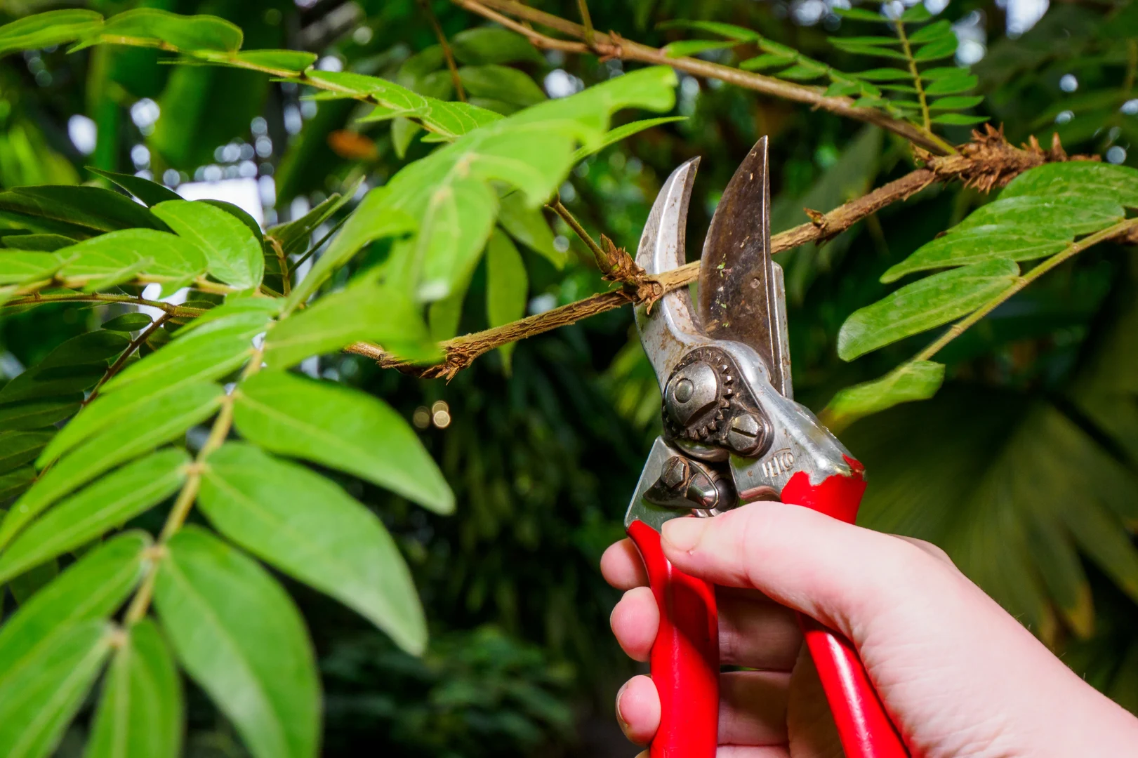 Rückschnitt der Pflanzen in den tropischen Gewächshäusern