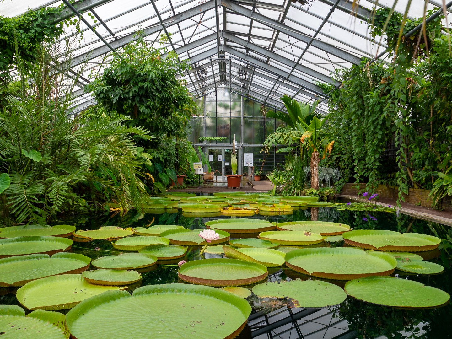 Die Riesen-Seerose Victoria im Gewächshaus, Anblick im Sommer