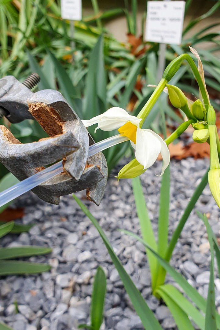 Entnahme von Duftproben aus einer Narzissenblüte