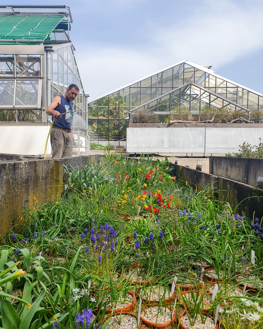 Die Geophyten-Sammlung in den Botanischen Gärten wird maßgeblich von Gärtner Michael Neumann gepflegt