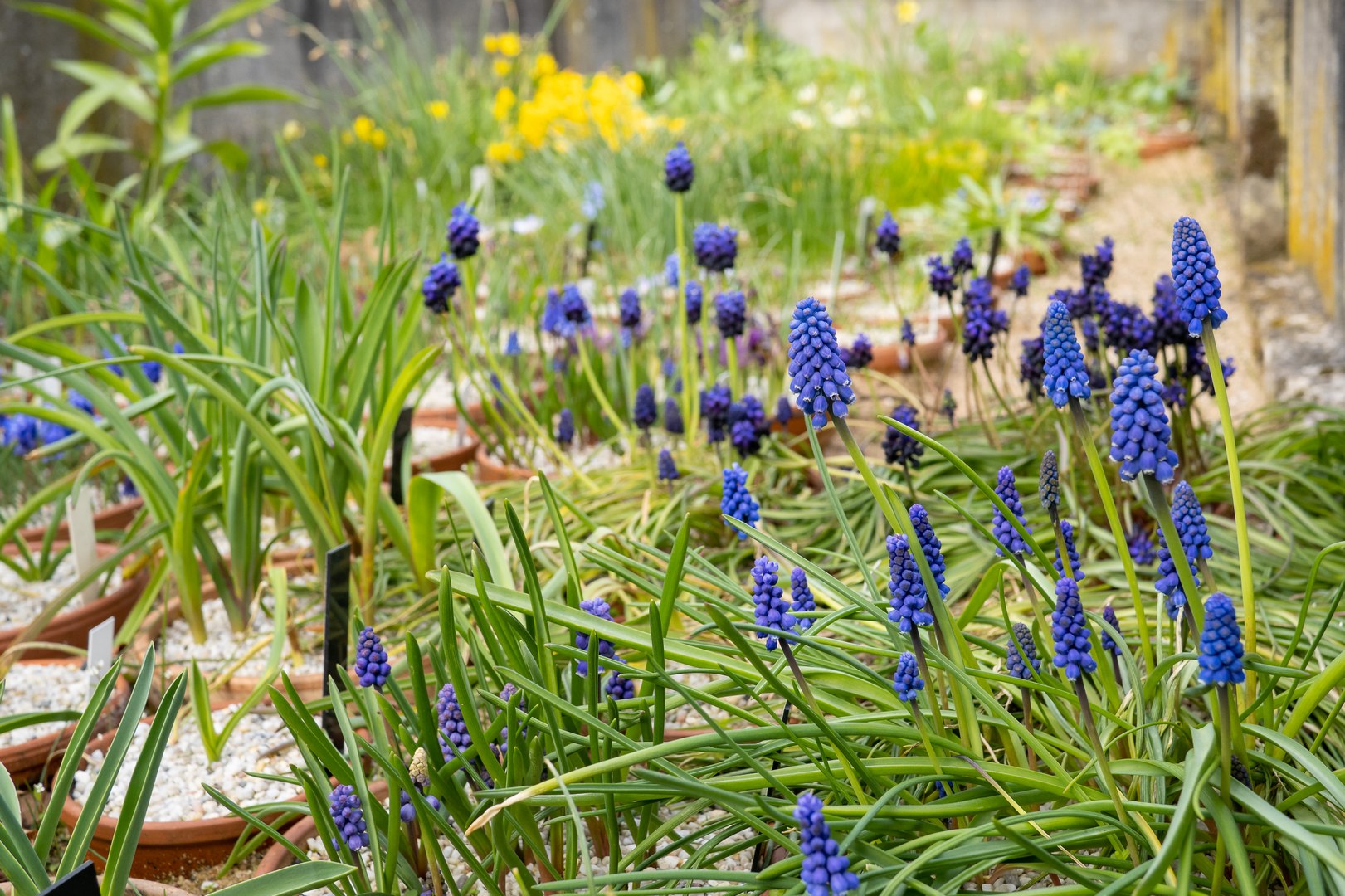 Traubenhyazinthen (Muscari) in der Geophyten-Sammlung der Botanischen Gärten