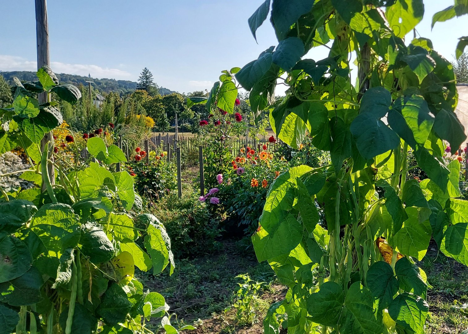 Im Nutzpflanzengarten