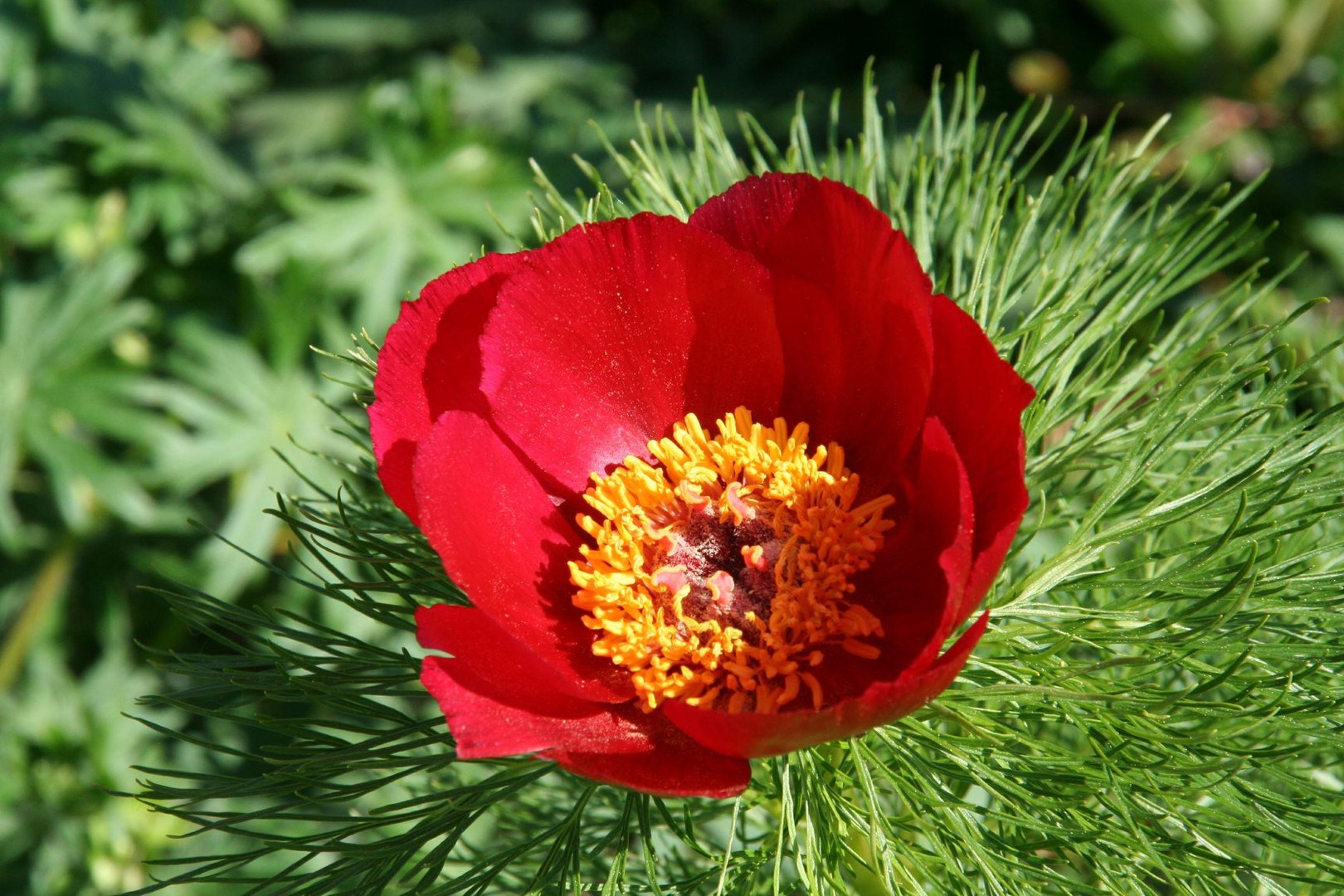 Netzblatt-Pfingstrose (Paeonia tenuifolia)