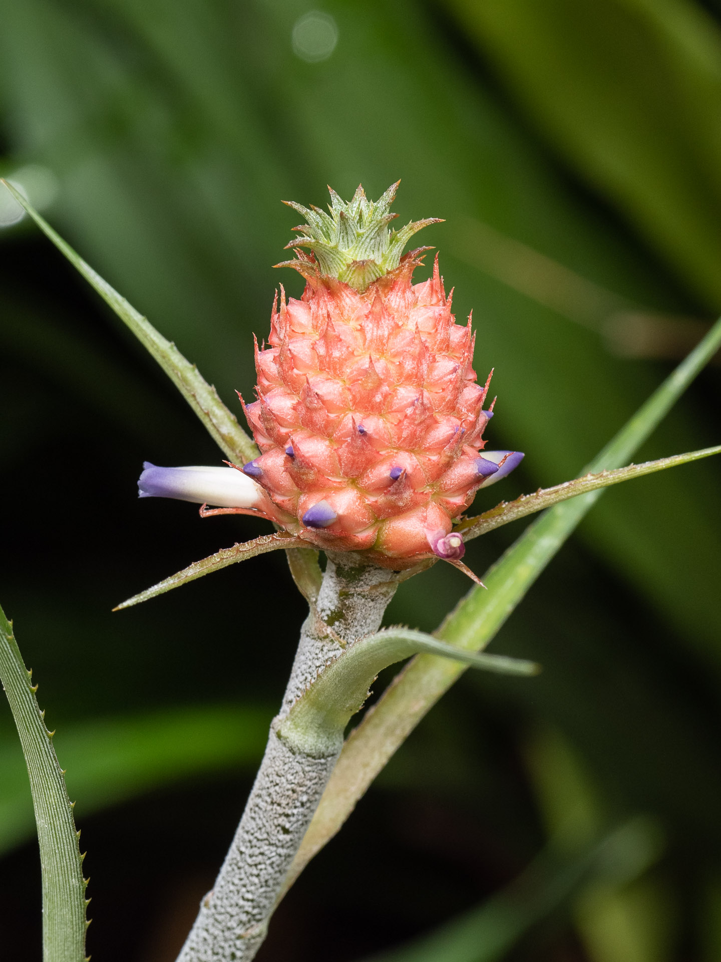 Wildform der Ananas (Ananas ananassoides var. nanus)