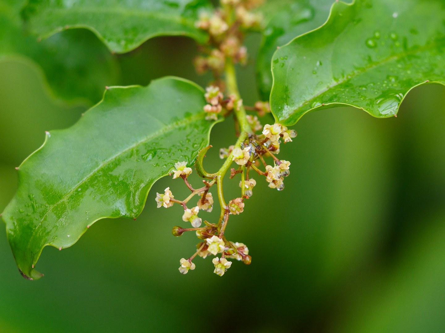 Amborella trichopoda