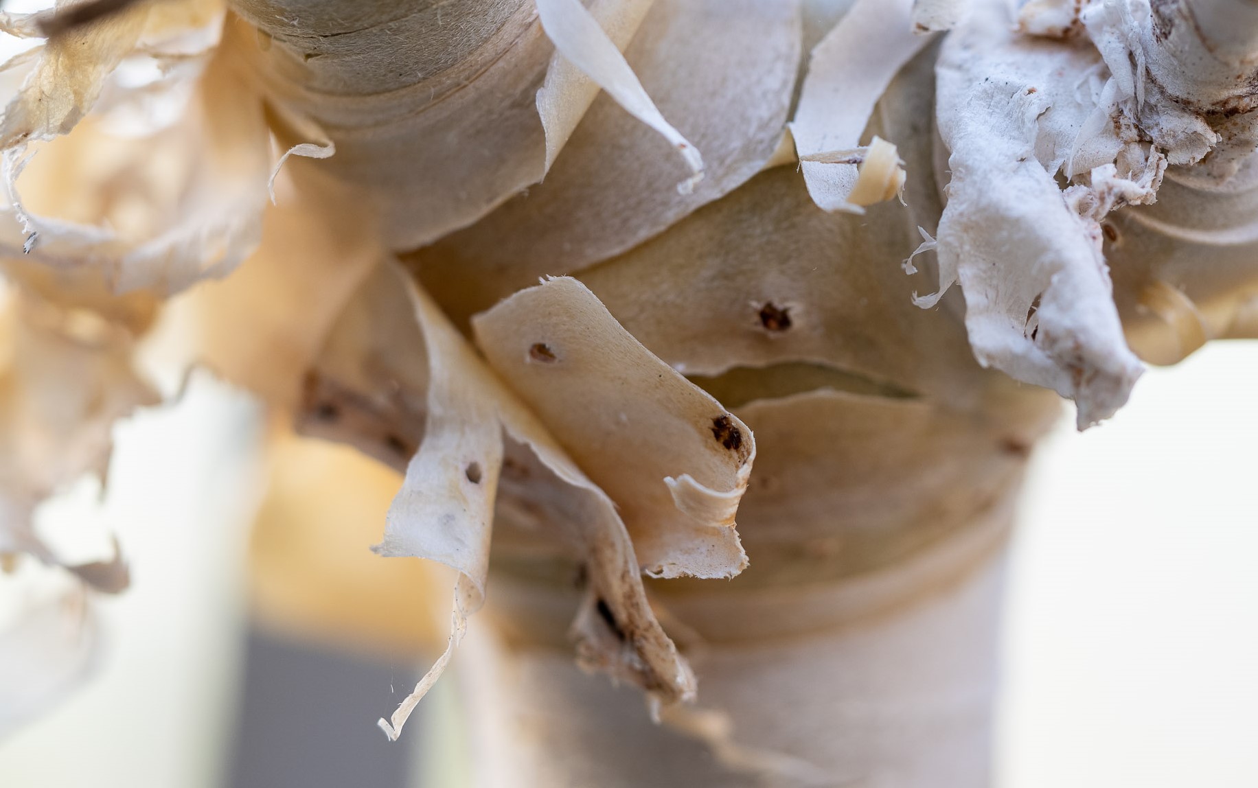 Die charakteristisch abblätternde Rinde des Myrrhenbaums (Commiphora myrrha)