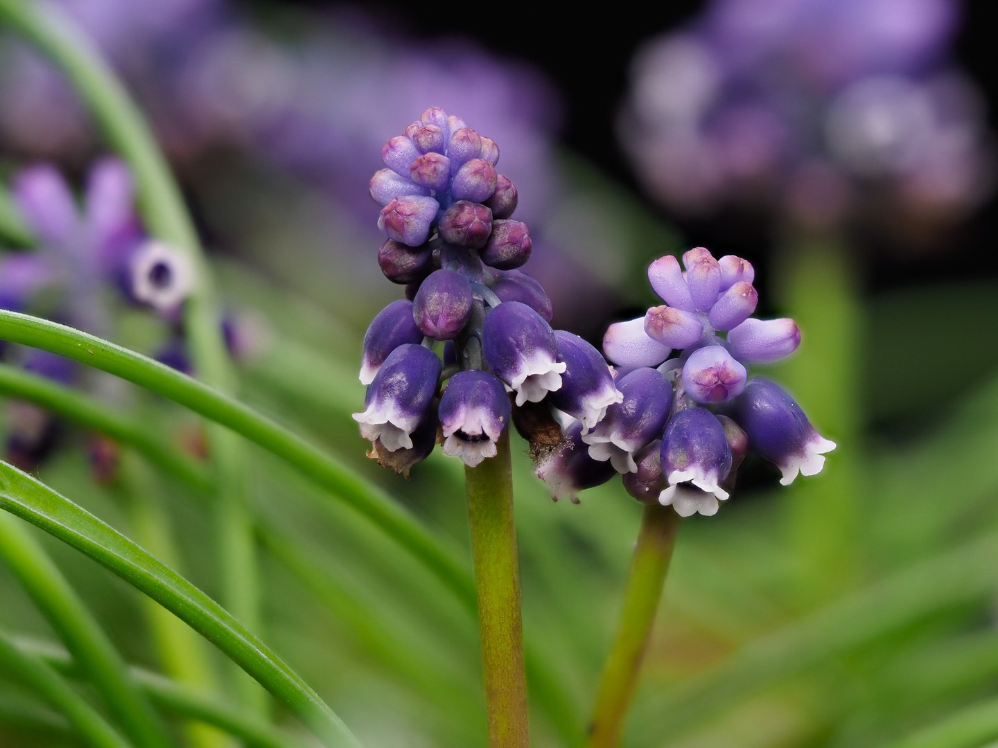 Muscari sivrihisardaghlarense