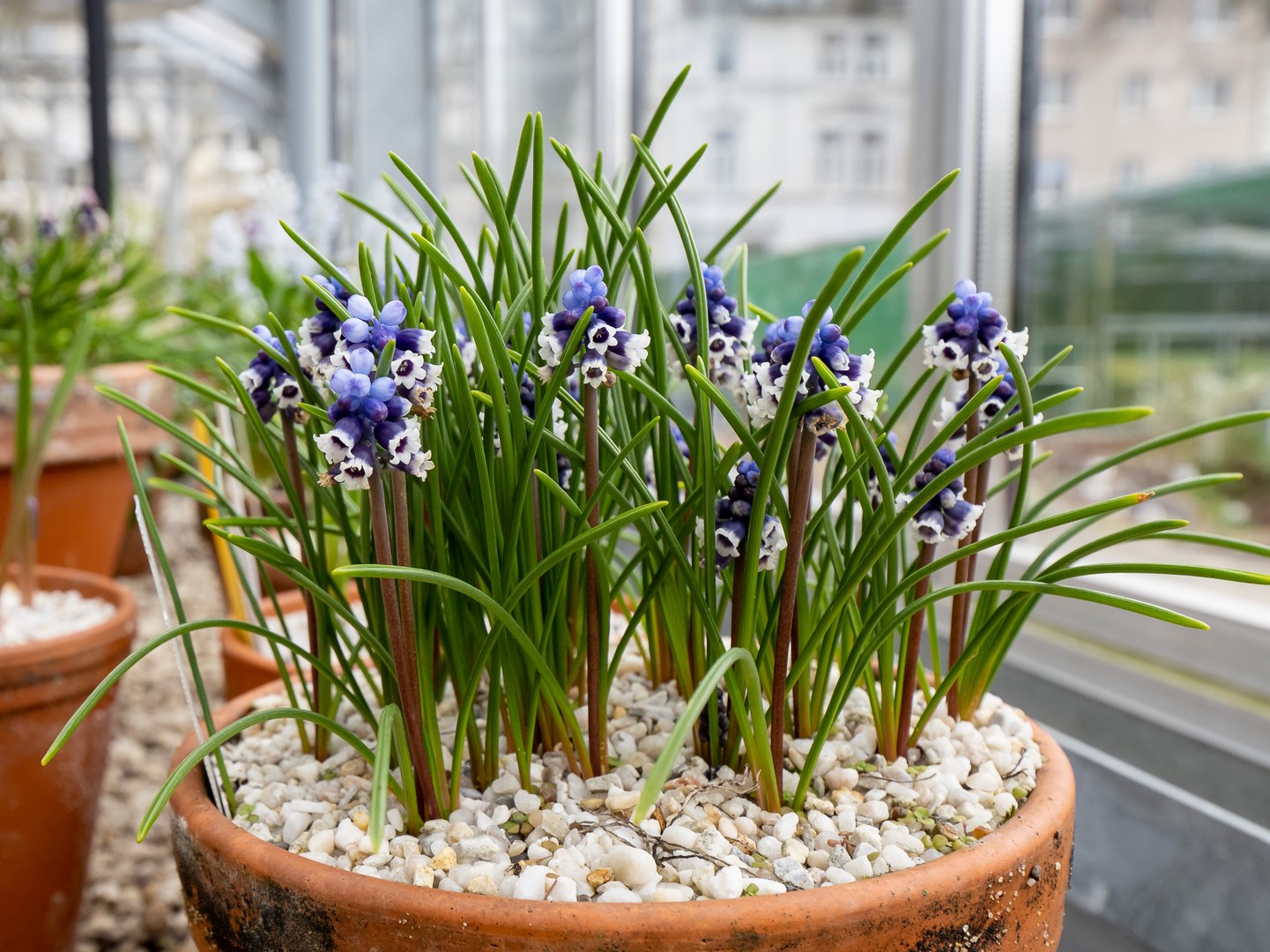 Muscari vuralii