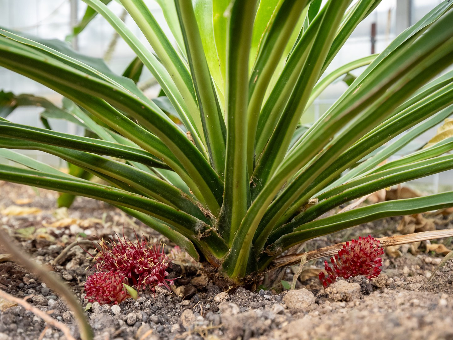 Pflanze des Monats Februar: Dracaena sambiranensis