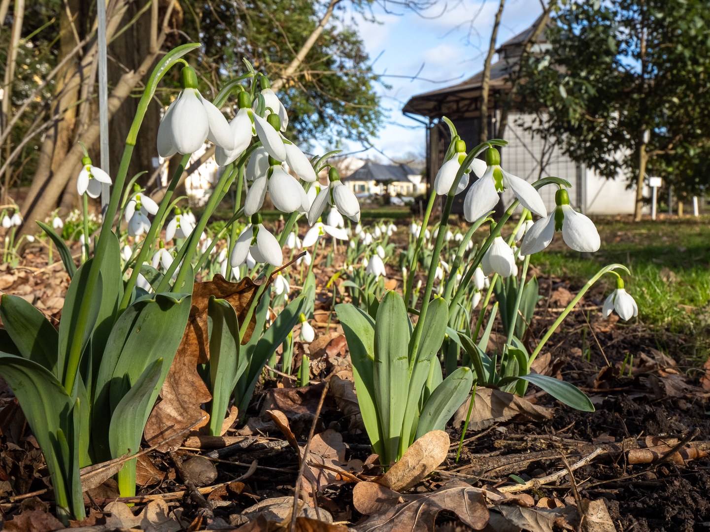Das Großblütige Schneeglöckchen (Galanthus elwesii) im Botanischen Garten am Poppelsdorfer Schloss