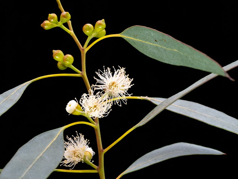 Eucalyptus archeri aus Tasmanien