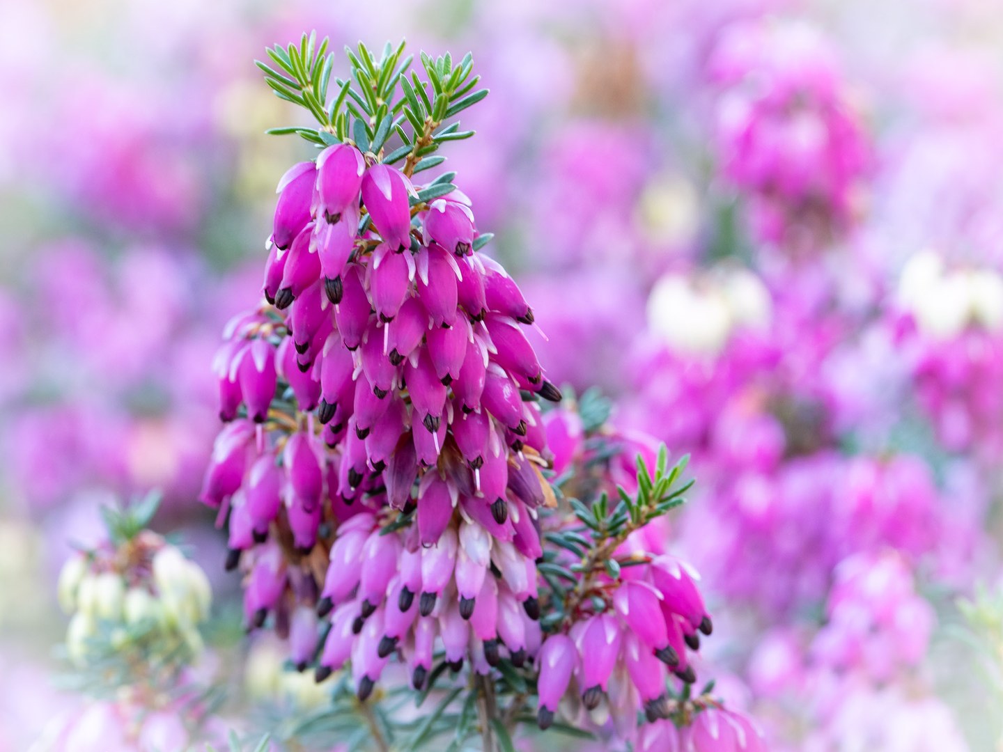 Erica carnea 'Winterfreude' (Schnee-Heide)