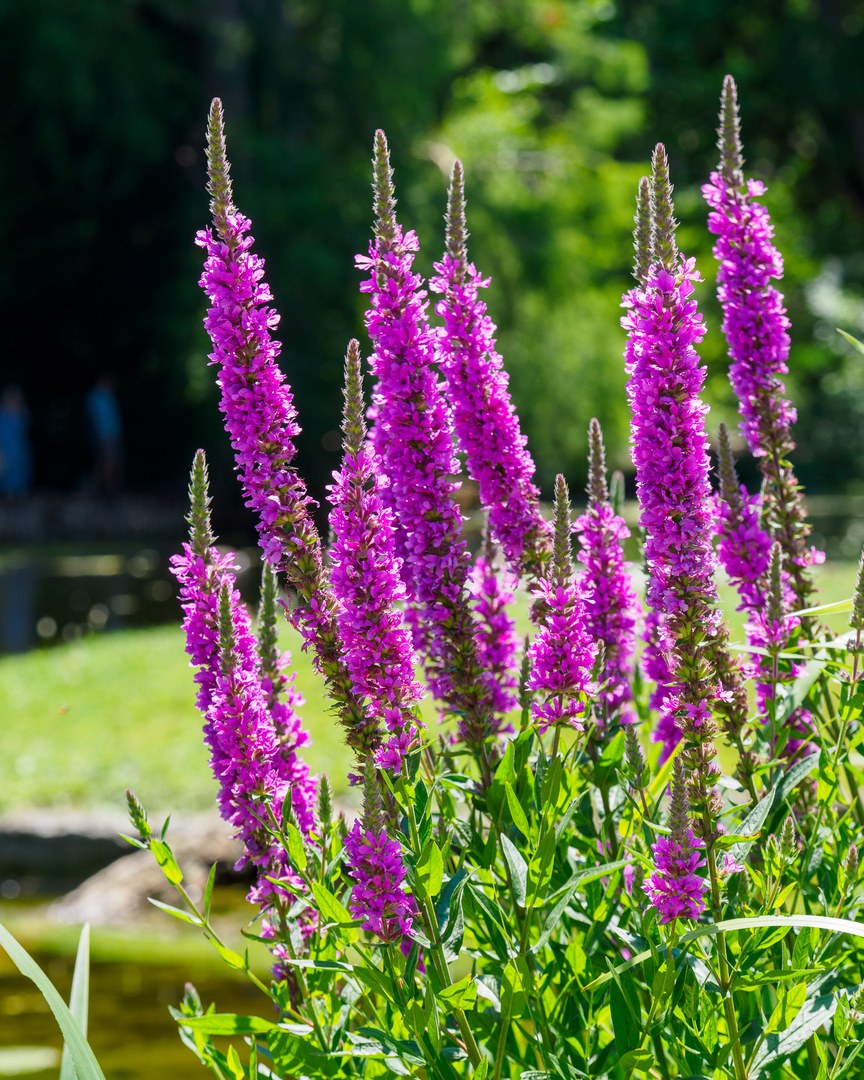 Blutweiderich (Lythrum salicaria) am Melbweiher im Botanischen Garten am Poppelsdorfer Schloss