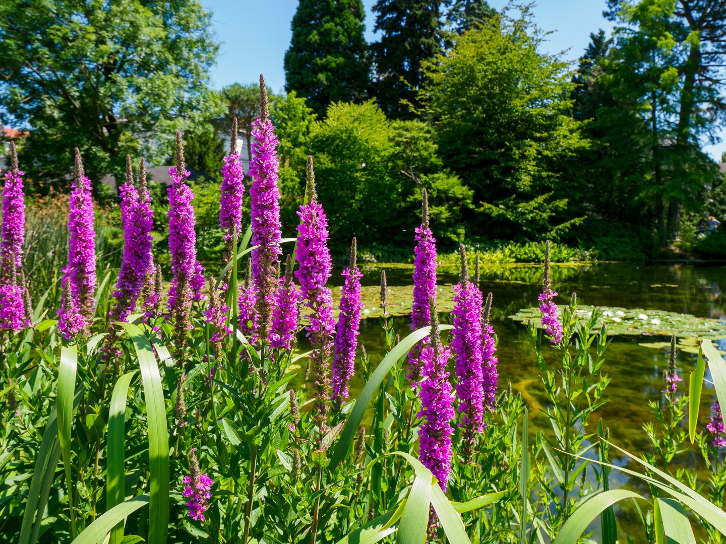 Blutweiderich (Lythrum salicaria) am Melbweiher im Botanischen Garten am Poppelsdorfer Schloss