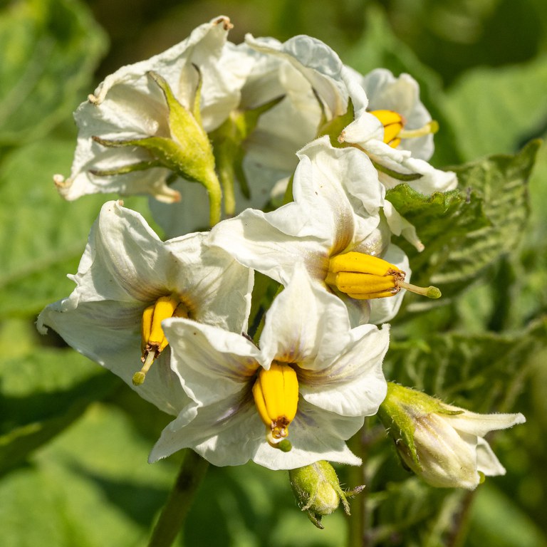 Kartoffelblüten aus der Nähe betrachtet