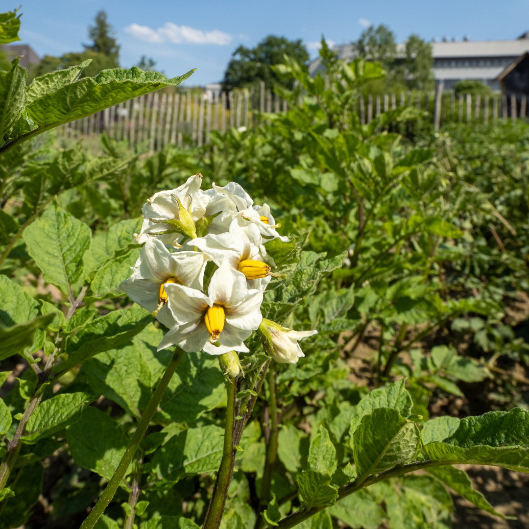 Kartoffelpflanzen der Sorte 'Vitellotte' im Nutzpflanzengarten