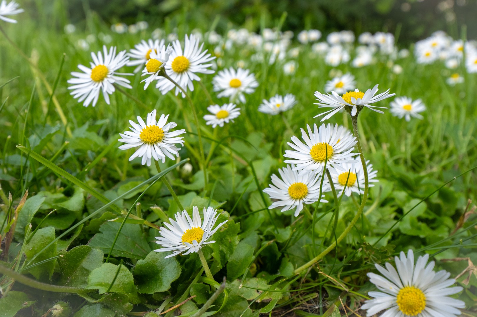 Gänseblümchen