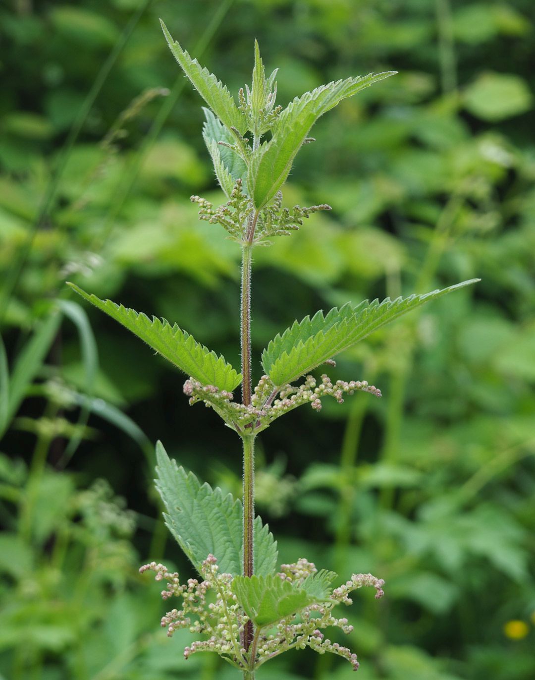 Brennnessel Urtica dioica