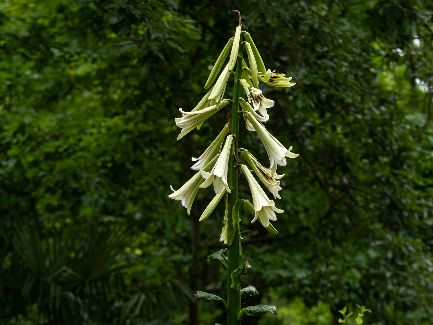 Himalaja-Riesenlilie (Cardiocrinum giganteum)
