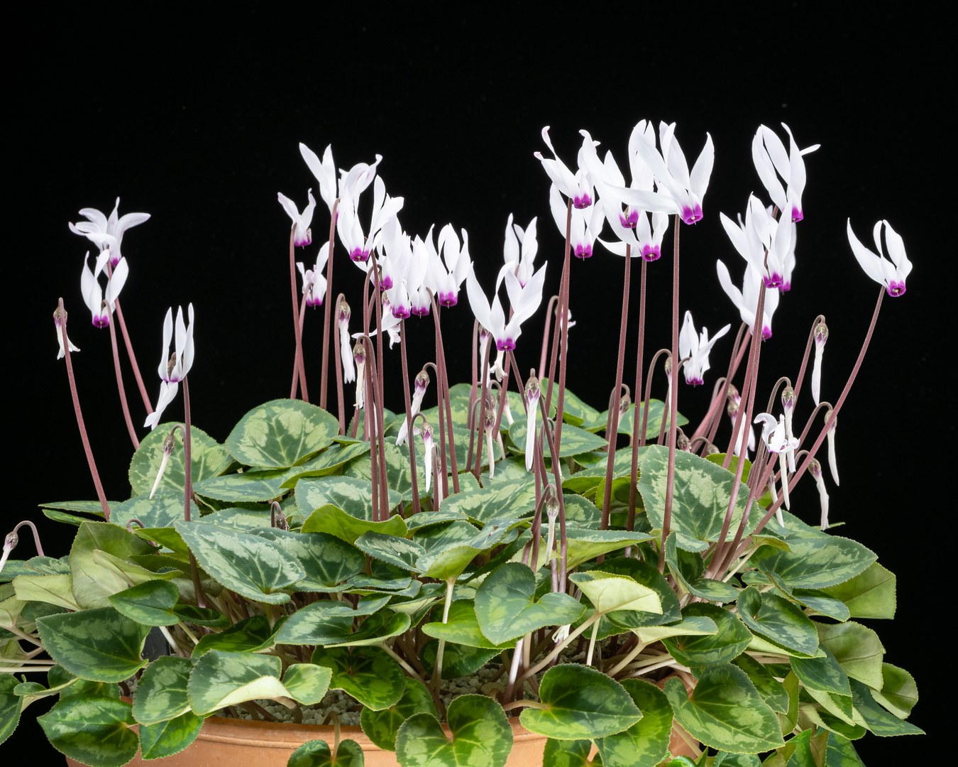 Wildform des Zimmer-Alpenveilchens, Cyclamen persicum